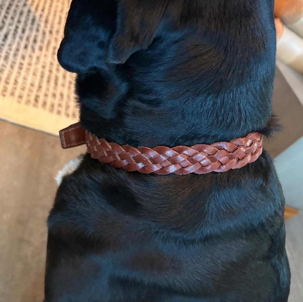 NWT Harry Barker Braided Leather Dog Collar-M